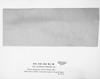 Uromyces behenis image
